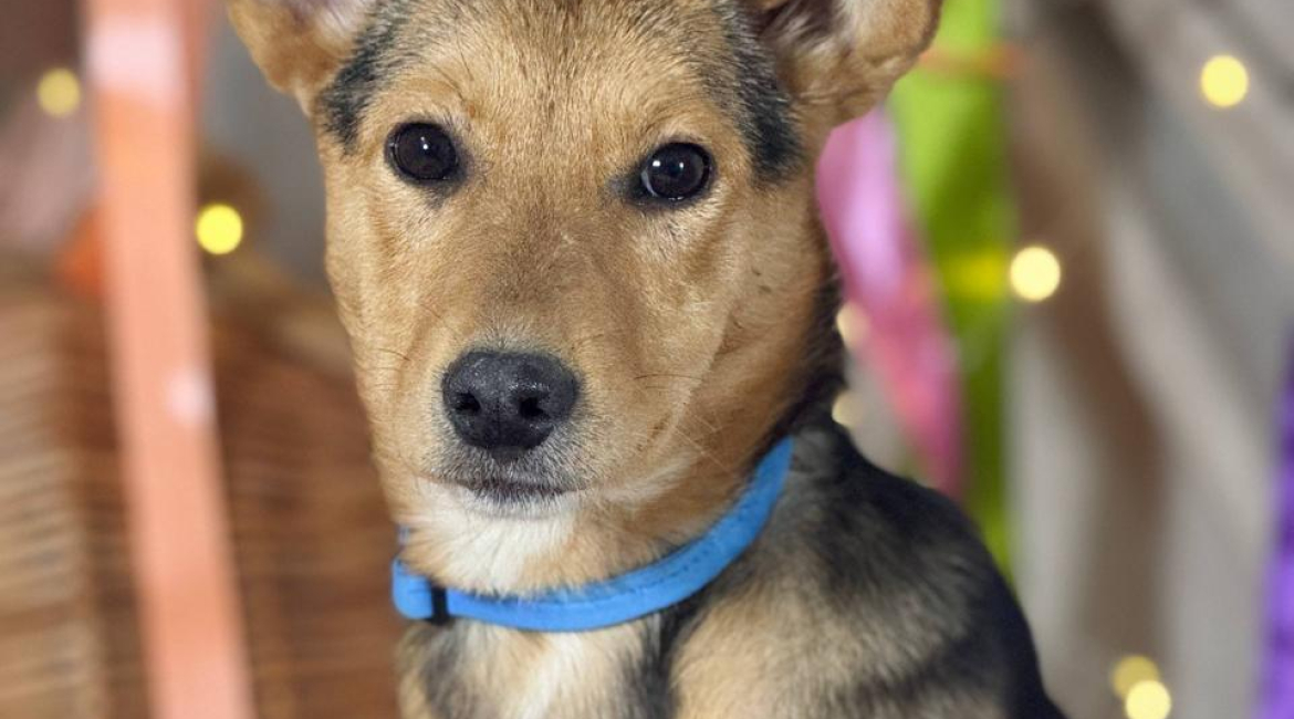Chiens à adopter